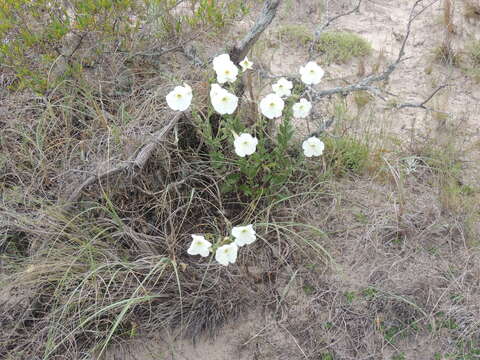 صورة Petunia axillaris (Lam.) Britton