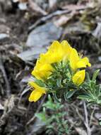 Imagem de Genista pilosa L.