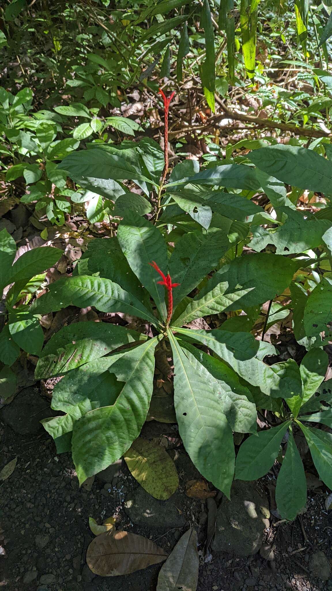 Image of Aphelandra lingua-bovis Leonard