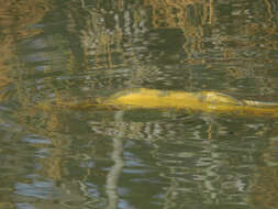 Image of Common carps