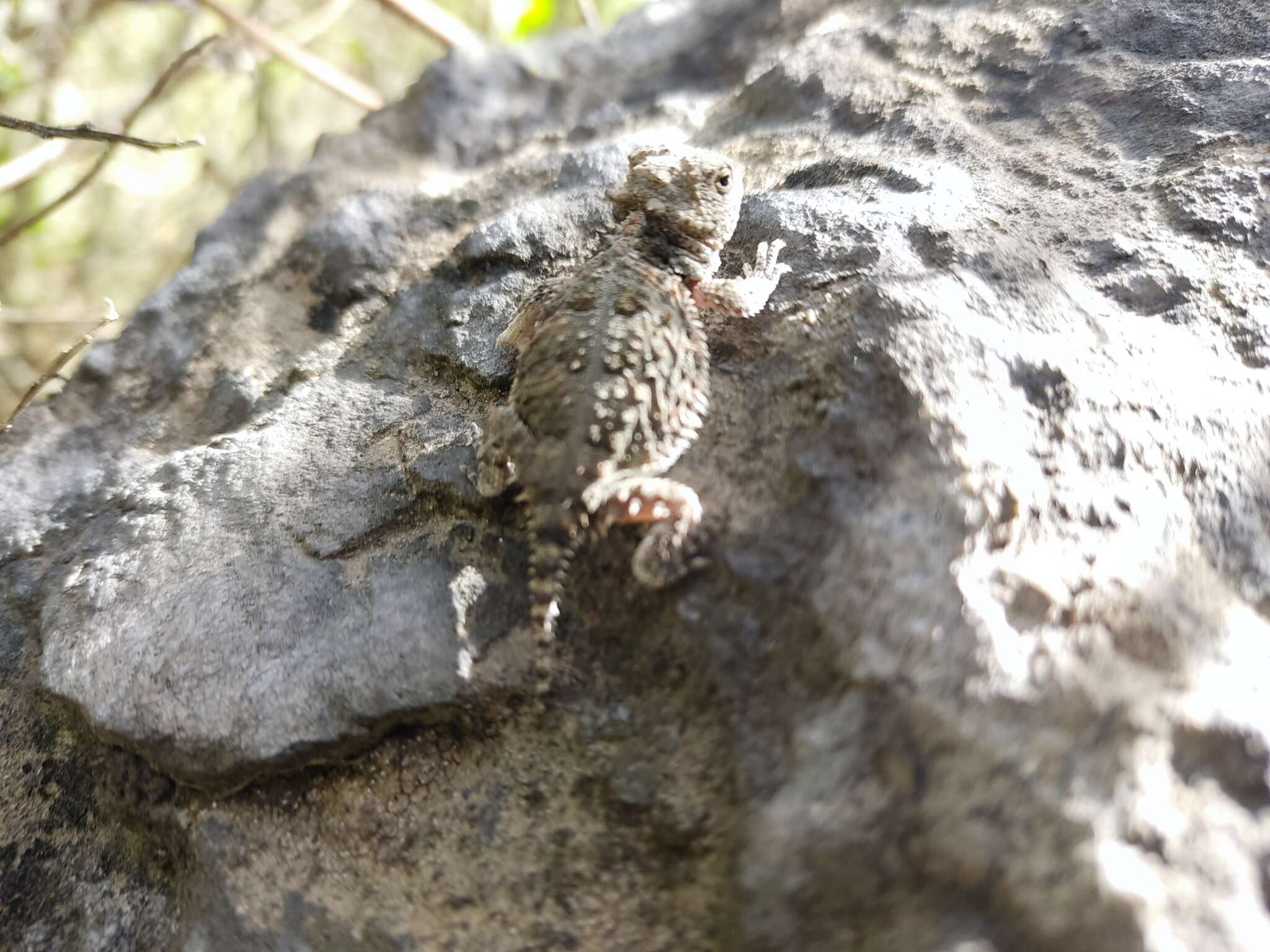 Image of Phrynosoma orbiculare orbiculare (Linnaeus 1758)