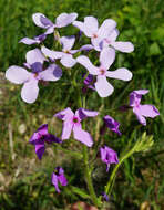 Image of Hesperis sylvestris Crantz