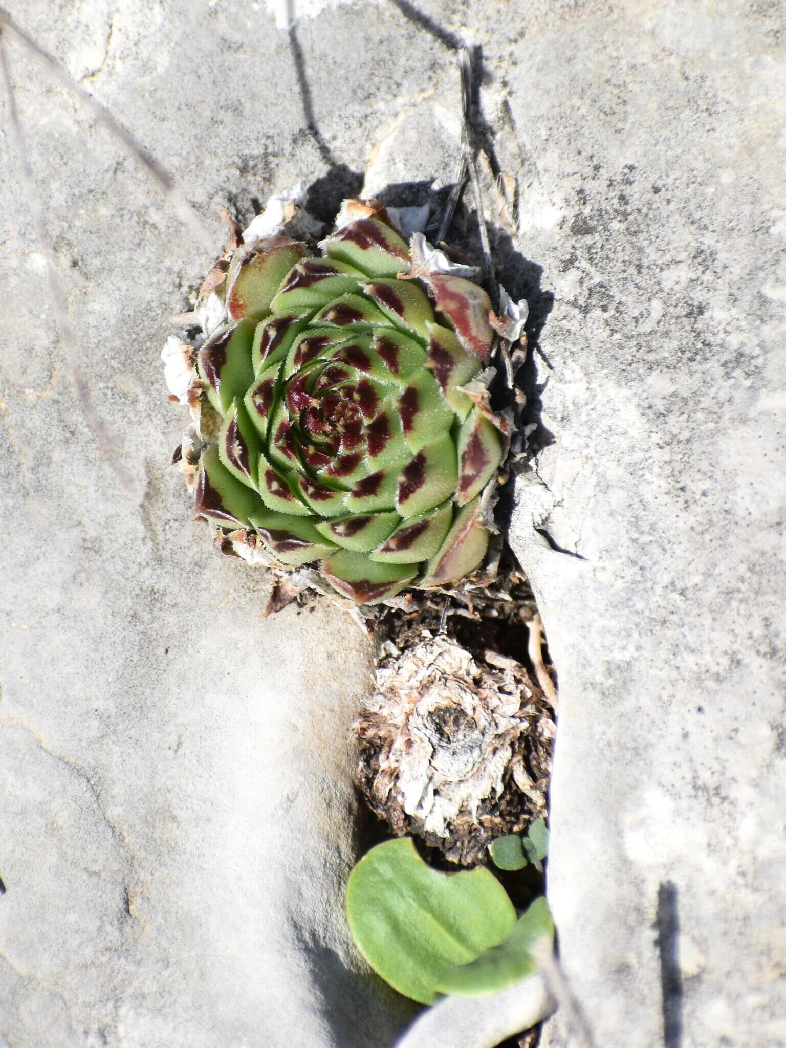 Image de Joubarbe du calcaire