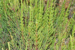 Image of Salicornia ramosissima J. Woods