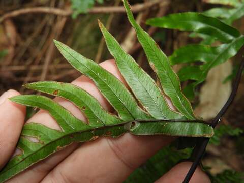 Sivun Pteris semipinnata L. kuva