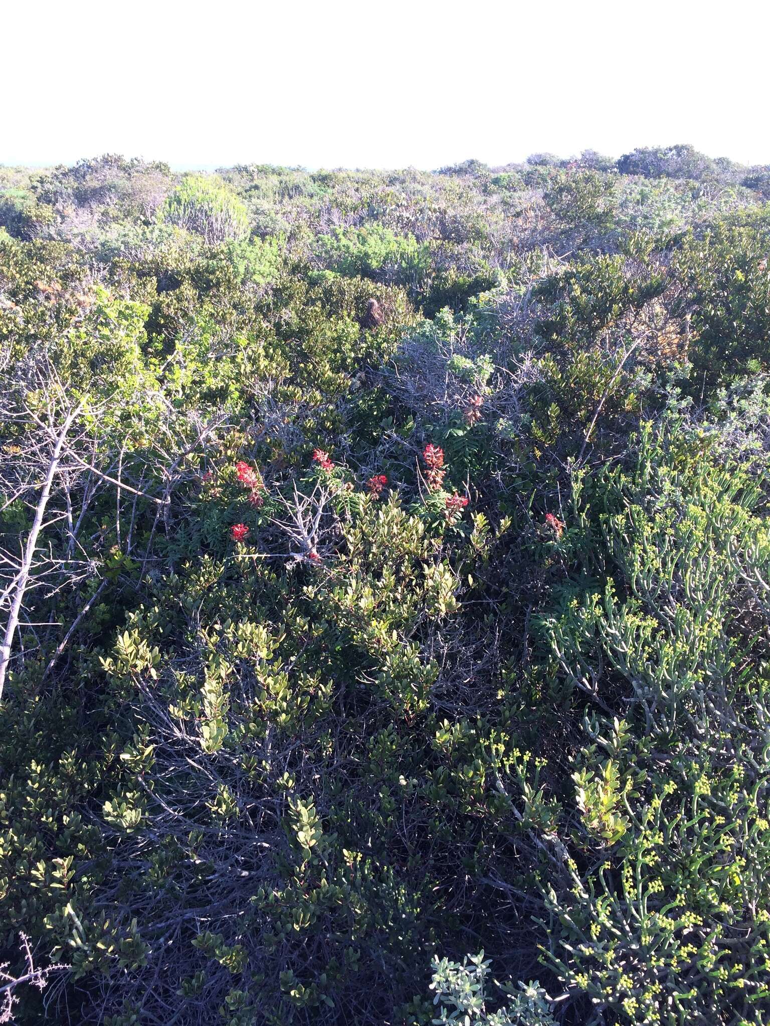 Image de Melianthus elongatus D. O. Wijnands