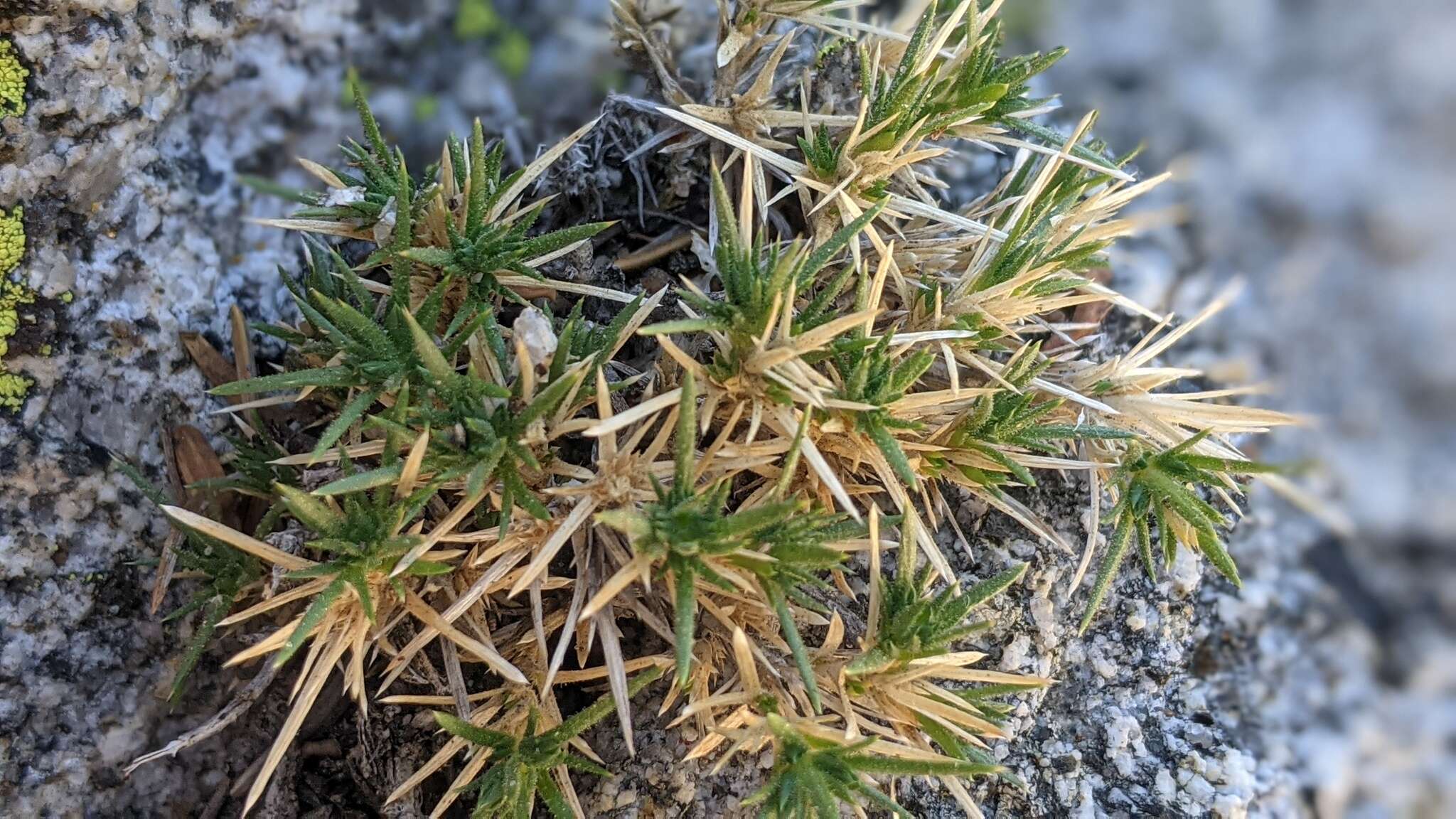 Image of San Jacinto prickly phlox