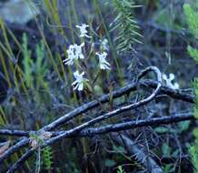 Disa sagittalis (L. fil.) Sw.的圖片