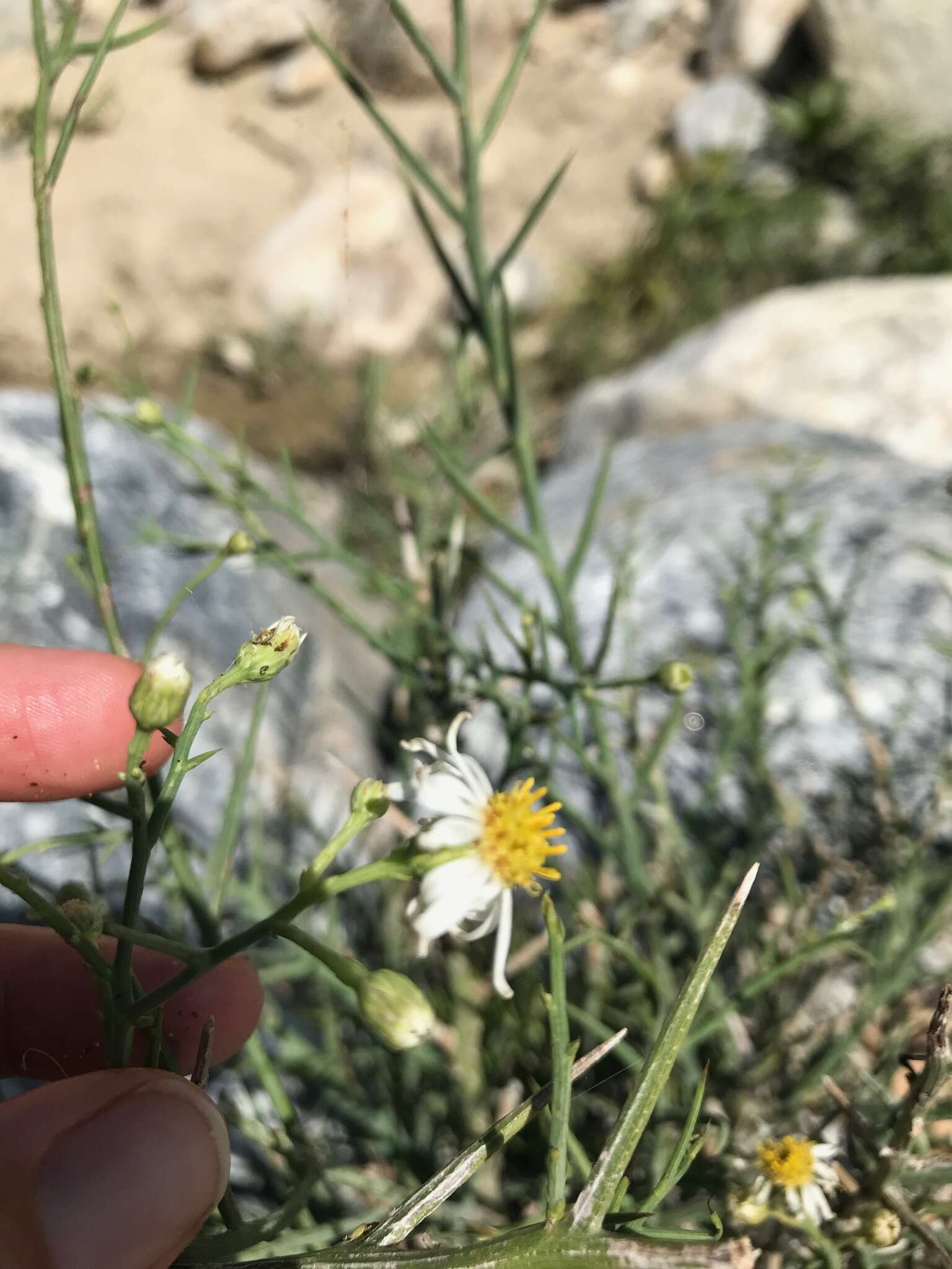 Plancia ëd Chloracantha spinosissima (Brandegee) Nesom