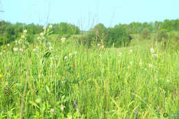 Imagem de Trifolium pannonicum Jacq.