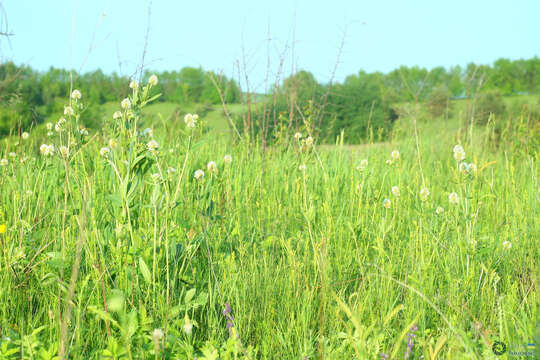 Image of Hungarian clover