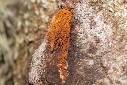 Image of Inonotus rickii (Pat.) D. A. Reid 1957