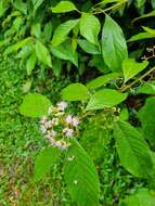 Sivun Callicarpa longifolia Lam. kuva