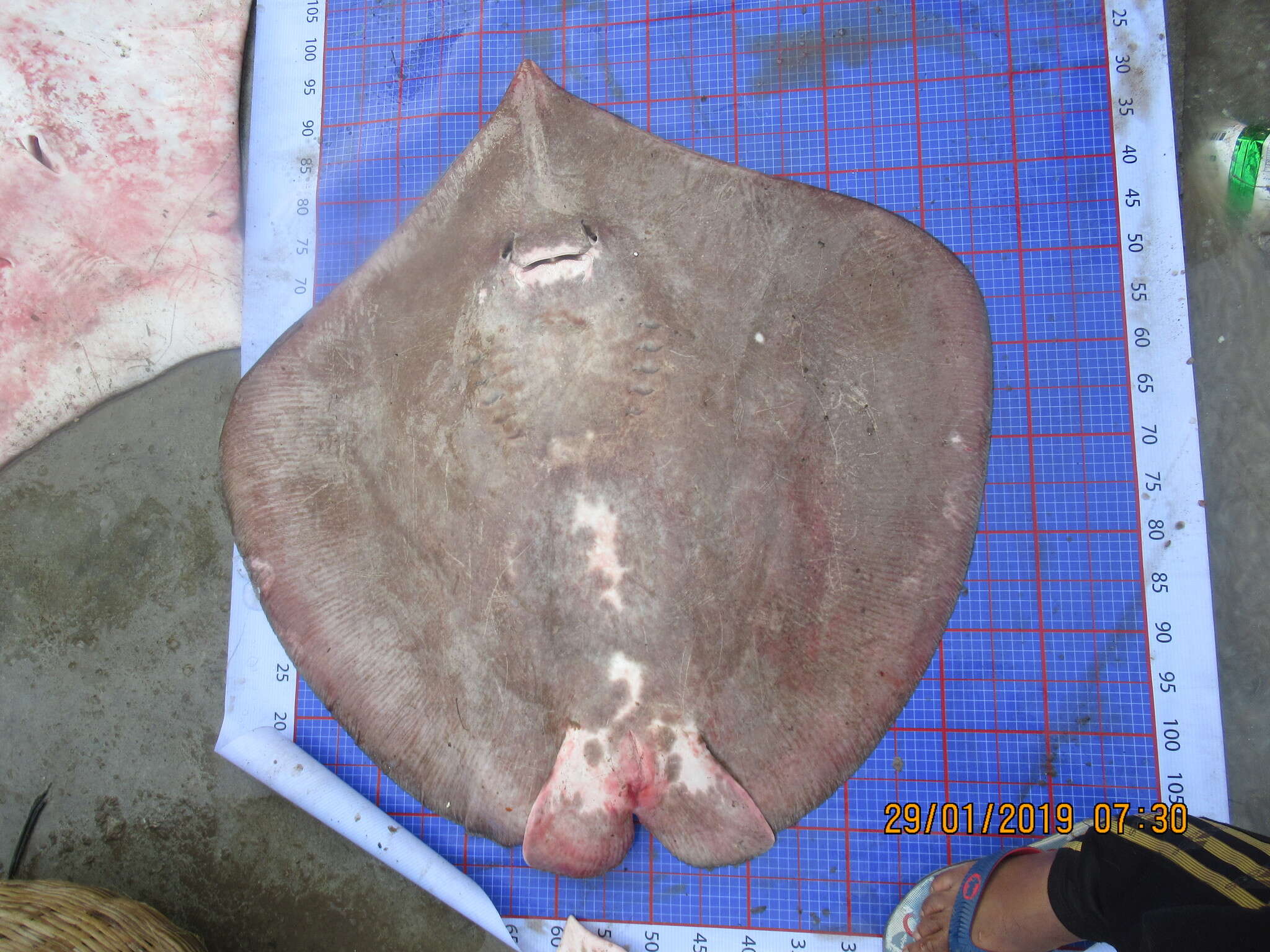 Image of Bleeker&#39;s whipray