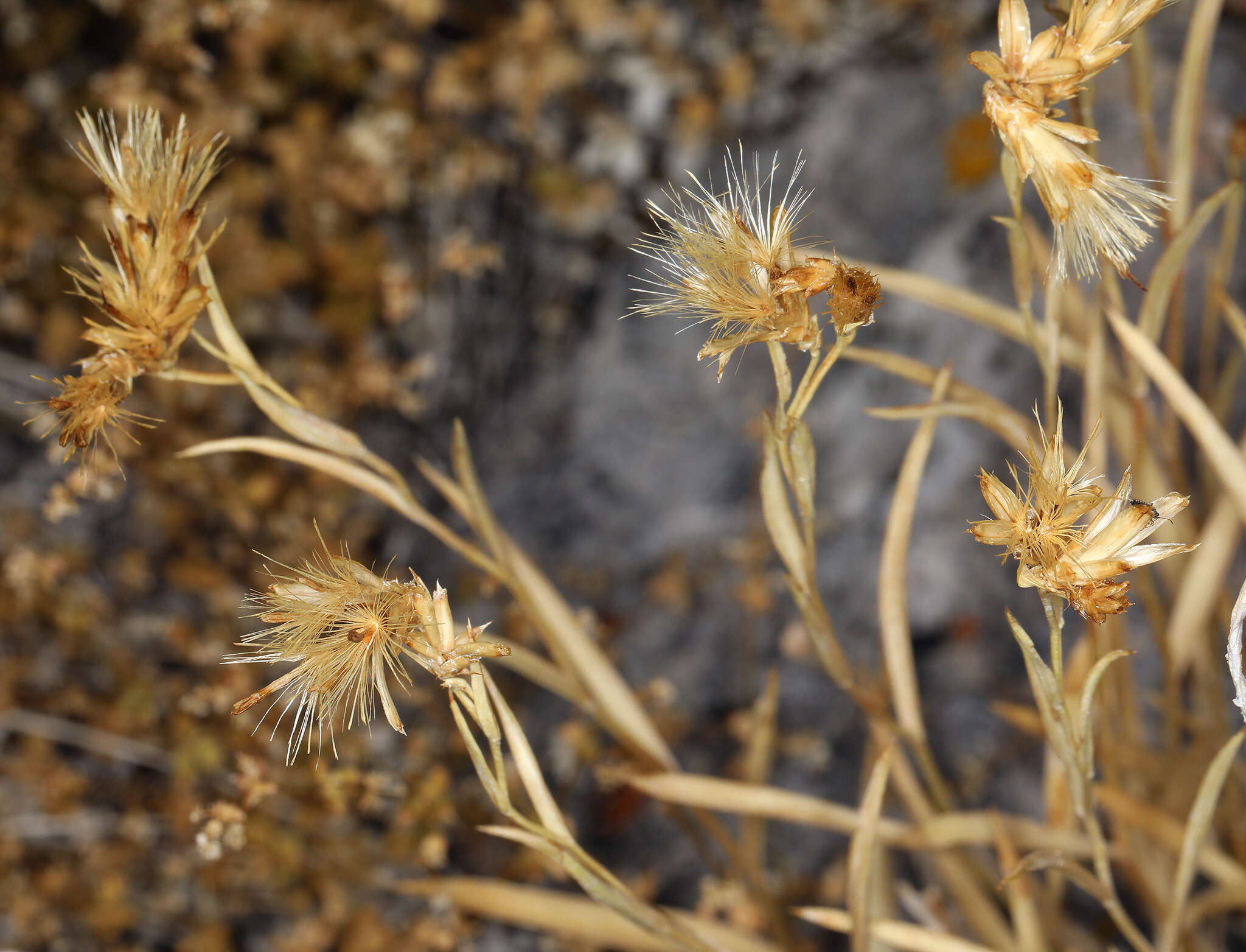 Image of Panamint rock goldenrod