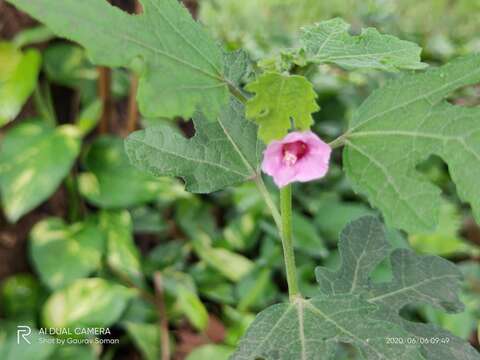 Image of Urena lobata subsp. sinuata (L.) Borss. Waalk.