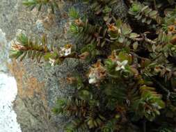 Image of Pimelea prostrata subsp. prostrata