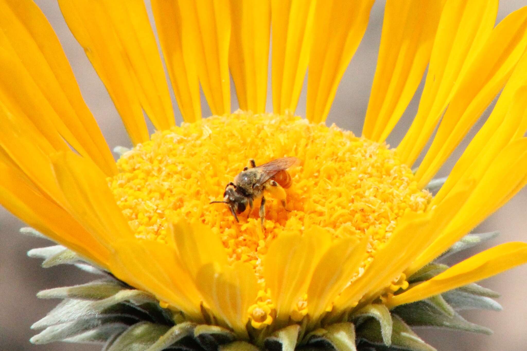 Image of Andrena balsamorhizae La Berge 1967