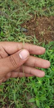 Image of Dactyloctenium scindicum Boiss.