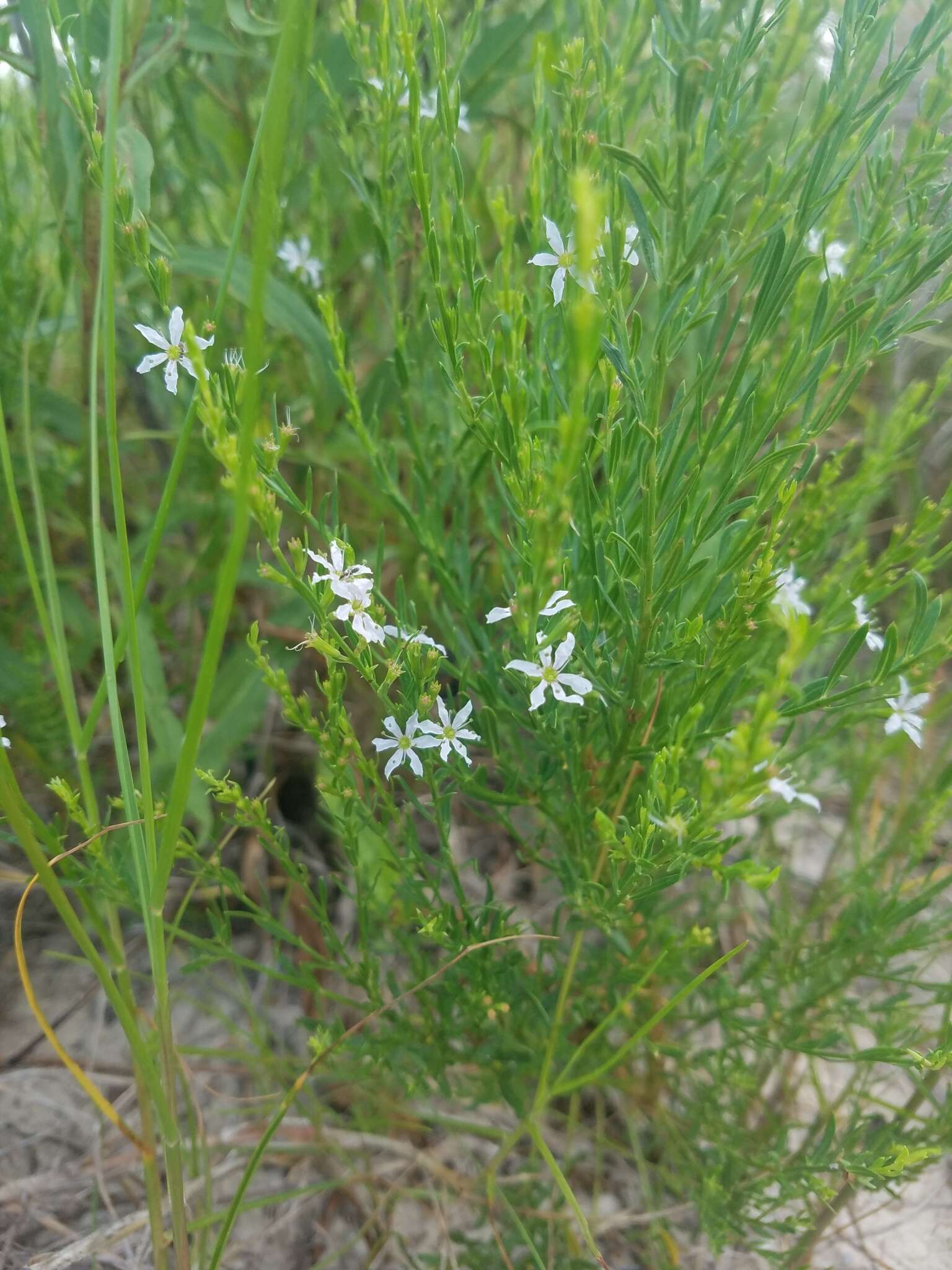 Image of Wand loosestrife