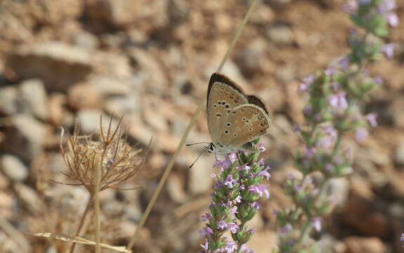 Image of Polyommatus admetus (Esper (1783))