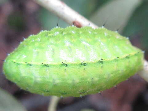 Image of <i>Austrapoda dentatus</i>