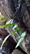 Image of Austroblechnum patersonii (R. Br.) Gasper & V. A. O. Dittrich