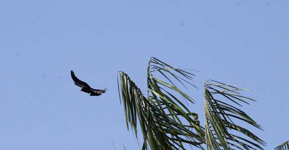 Image of Giant Cowbird