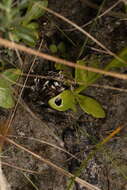 Image of Polygala carteri