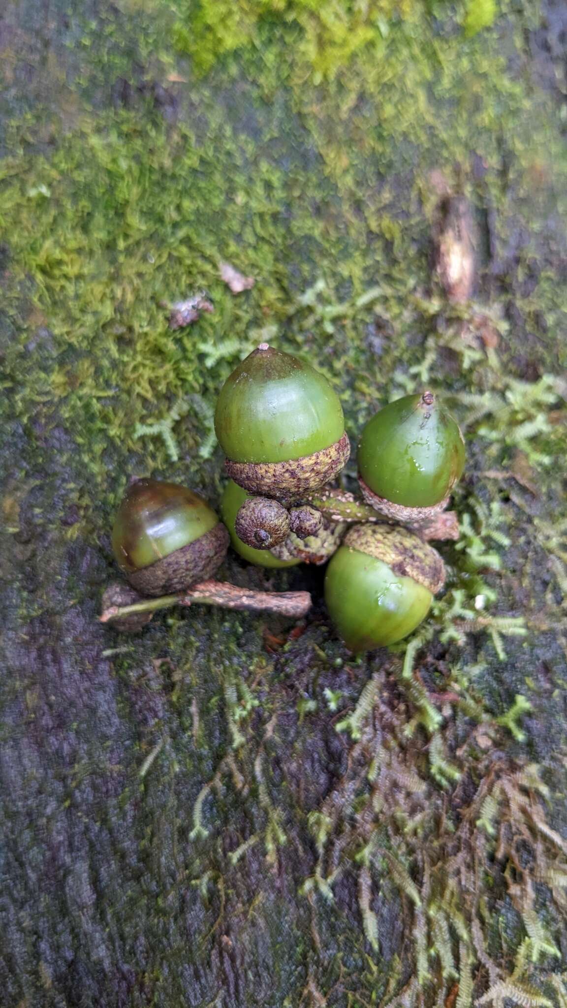 Imagem de Lithocarpus dodonaeifolius (Hayata) Hayata