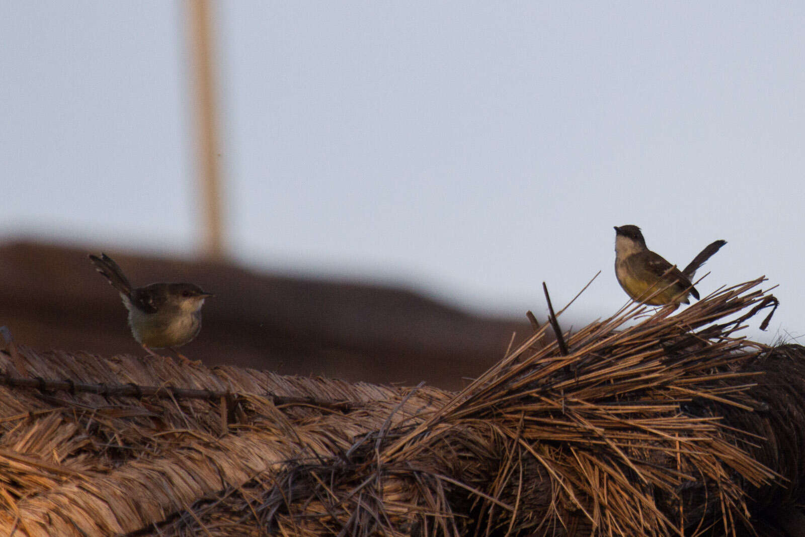 Image of Bar-winged Prinia