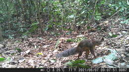 Image of Splendid-tailed Squirrel