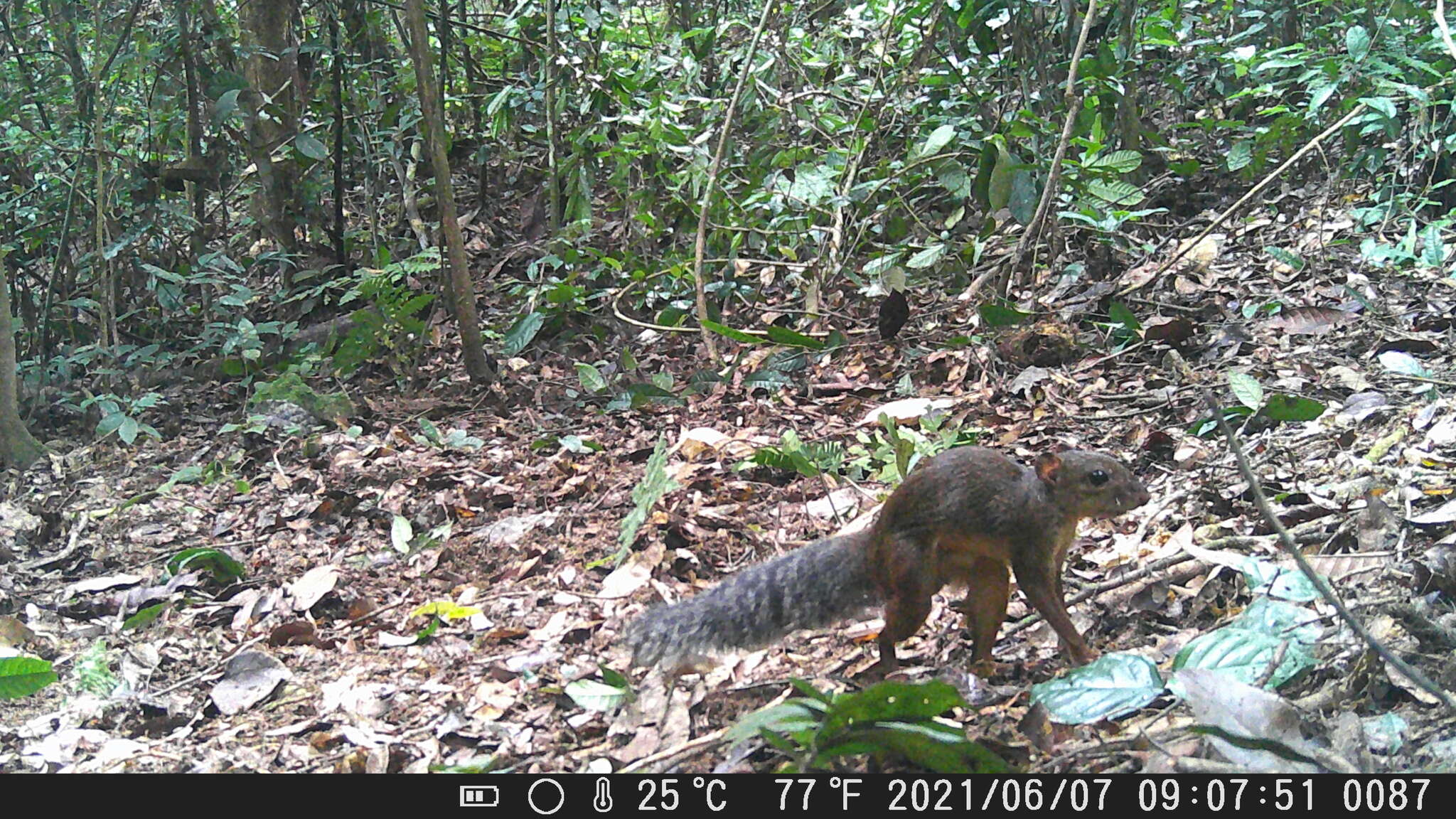 Image of Splendid-tailed Squirrel