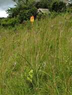 Image of Red hot poker