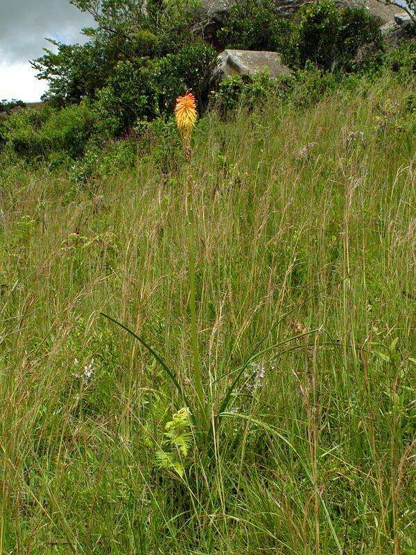 Image of Red hot poker