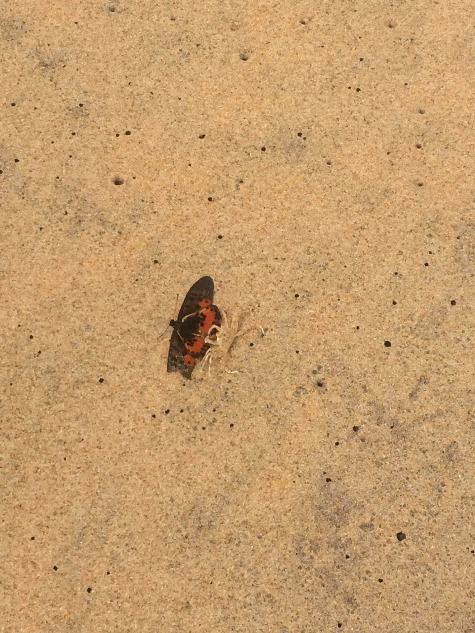 Image of Acraea rogersi Hewitson 1873