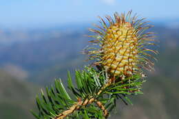 Image of Bristlecone Fir