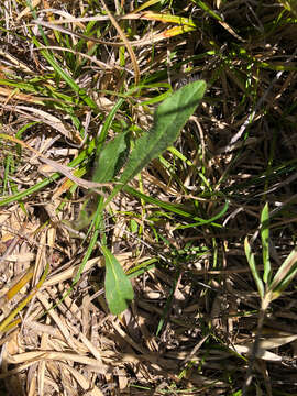 Image of Hieracium morii Hayata