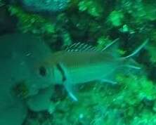 Image of Big-eyed Squirrelfish