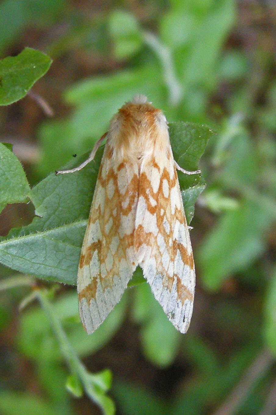 Слика од Lophocampa maculata Harris 1841