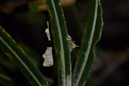 Image of brown fern moth