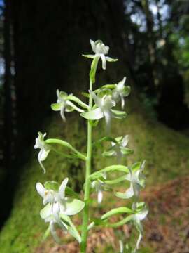 Platanthera orbiculata (Pursh) Lindl. resmi