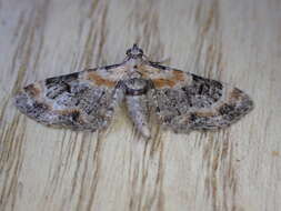 Слика од Eupithecia pulchellata Stephens 1831