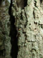 Image of dotted lichen