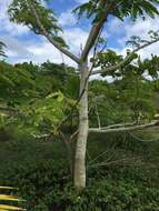 Image de Albizia procera (Roxb.) Benth.