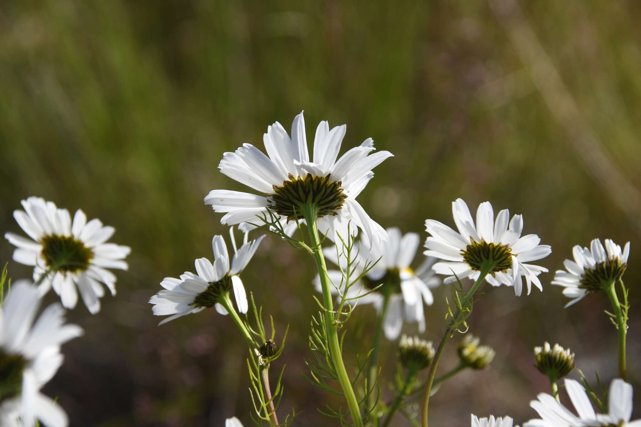 Image of Tripleurospermum subpolare Pobed.