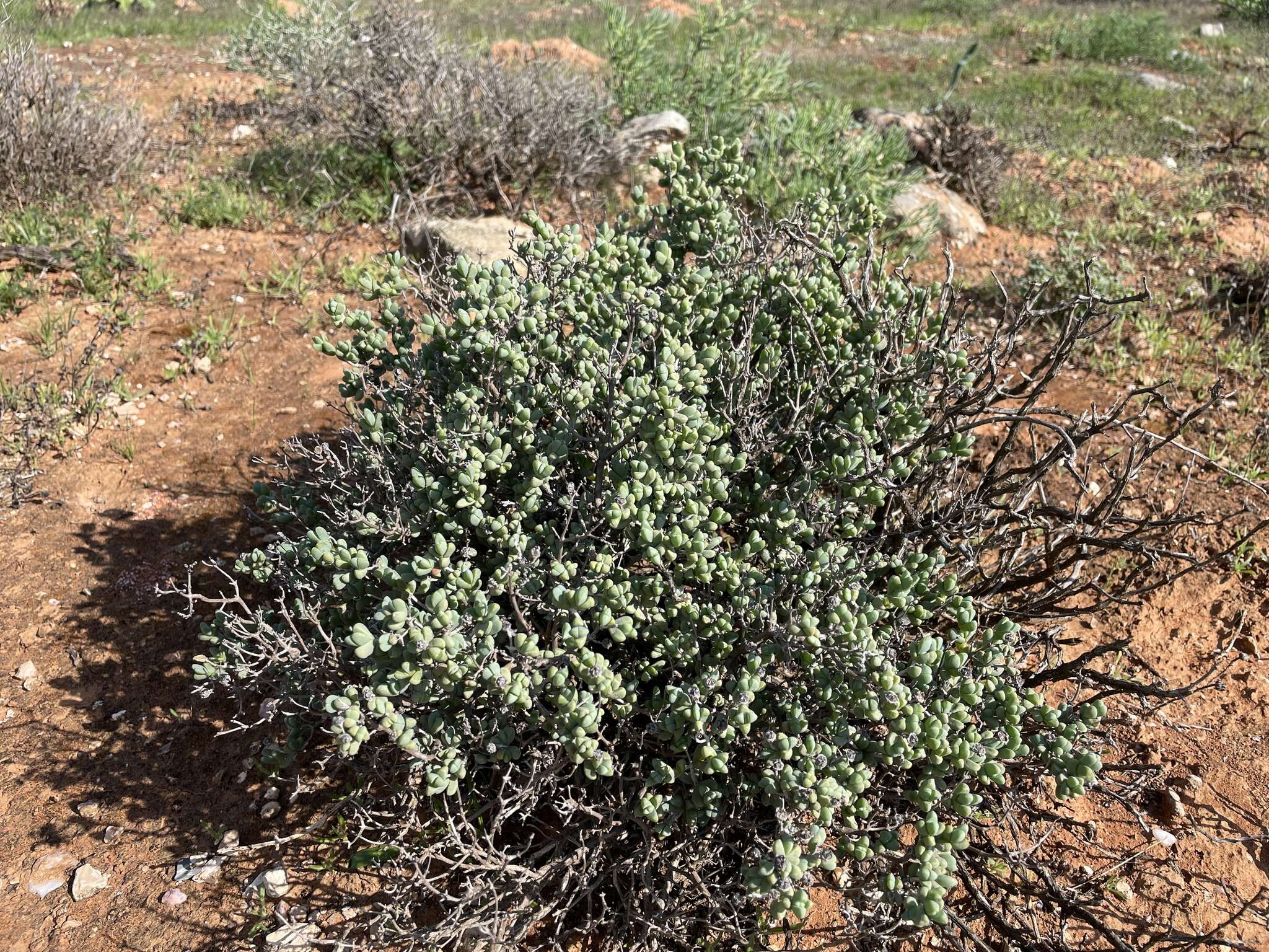 Imagem de Ruschia leucosperma L. Bol.