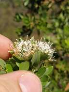 Image of Hakea ruscifolia Labill.