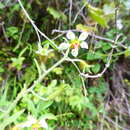 Image of Nasa poissoniana subsp. glandulifera T. Henning & Weigend