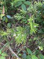 Image of Austromyrtus tenuifolia (Sm.) Burret